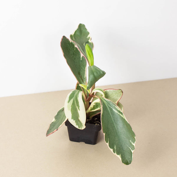 Peperomia 'Ginny' (Peperomia clusiifolia)