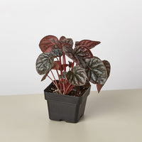Red Ripple Peperomia (Peperomia caperata)