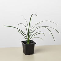 Ponytail Palm (Beaucarnea recurvata)