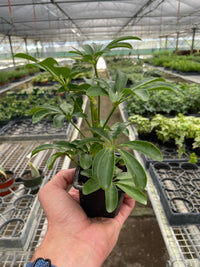 Dwarf Umbrella Tree (Schefflera arboricola)