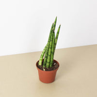 Cylindrical Snake Plant (Sansevieria cylindrica)