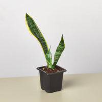 Snake Plant 'Laurentii' (Sansevieria trifasciata)