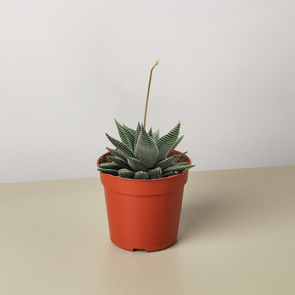 Haworthia 'Miami' (Haworthia limifolia var. striata)
