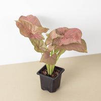 Arrowhead Plant 'Strawberry' (Syngonium podophyllum)