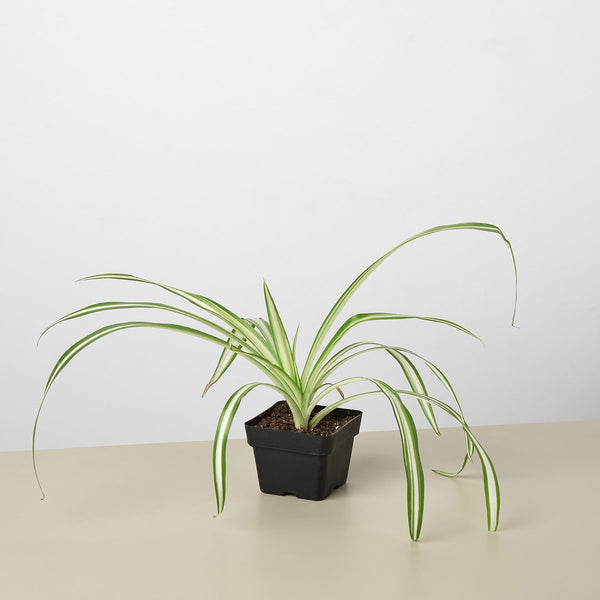 Reverse Variegated Spider Plant (Chlorophytum comosum)