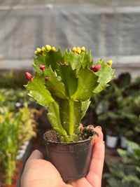 Christmas Cactus (Schlumbergera truncata)