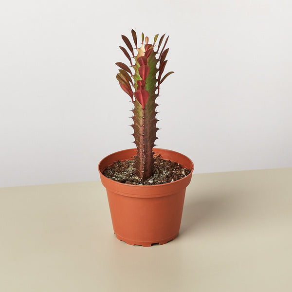 African Milk Tree 'Rubra' (Euphorbia trigona)