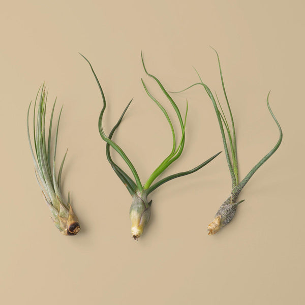 Large Air Plant Trio (Tillandsia, 3 Pack)
