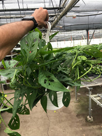 Swiss Cheese Vine (Monstera adansonii)