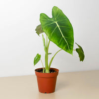 Alocasia 'Frydek' Green Velvet (Alocasia micholitziana)