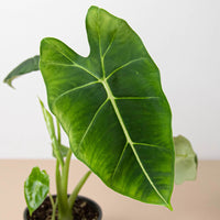 Alocasia 'Frydek' Green Velvet (Alocasia micholitziana)