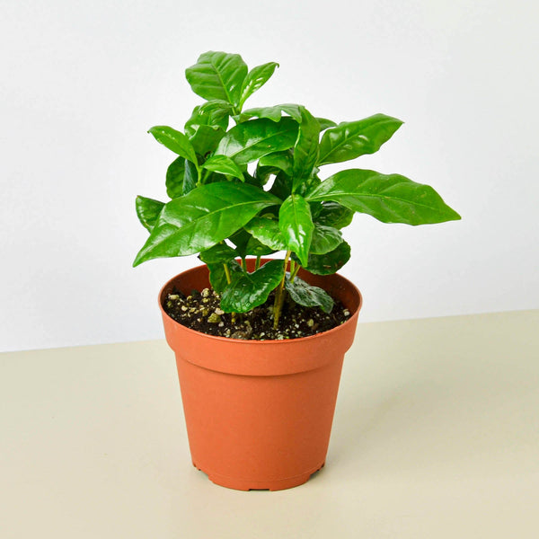Coffee Plant (Coffea arabica)