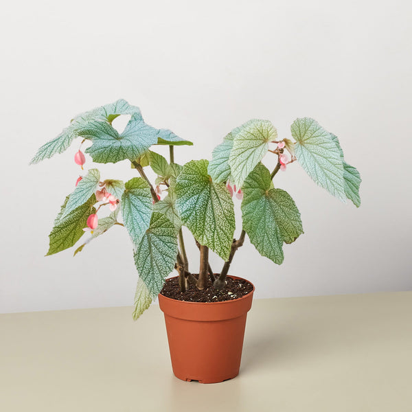 Begonia 'Frosty', 4 Inch Pot