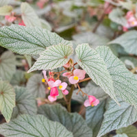 Begonia 'Frosty', 4 Inch Pot