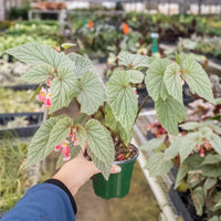Begonia 'Frosty', 4 Inch Pot