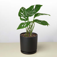 Swiss Cheese Vine (Monstera adansonii)