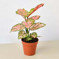 Chinese Evergreen 'Lady Valentine' (Aglaonema)