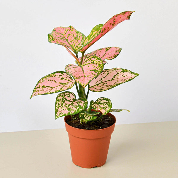 Chinese Evergreen 'Lady Valentine' (Aglaonema)