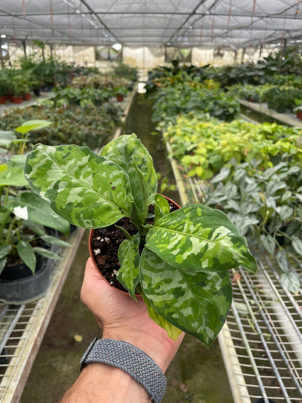 Aglaonema Pictum 'Tricolor' (Aglaonema pictum)