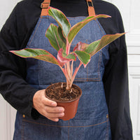 Chinese Evergreen 'Red Siam' (Aglaonema)