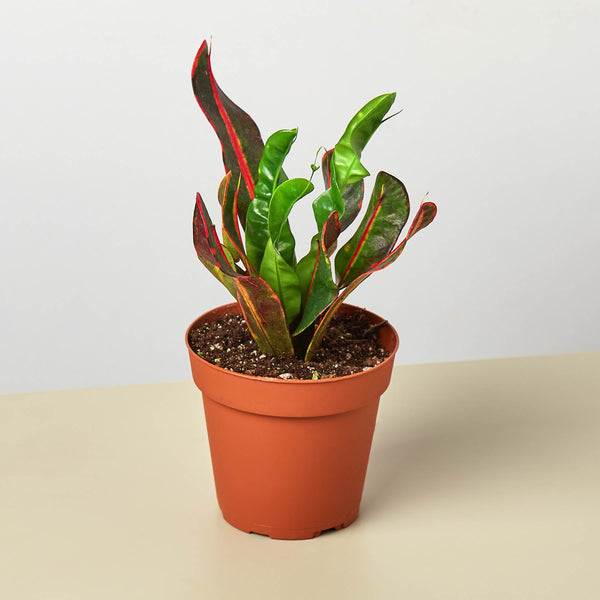 Croton 'Mammy' (Codiaeum variegatum)