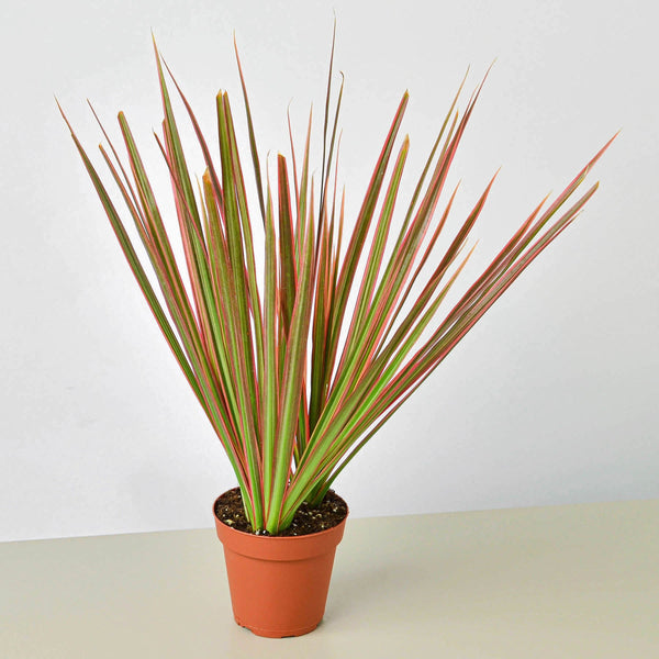 Dragon Tree 'Colorama' (Dracaena marginata)
