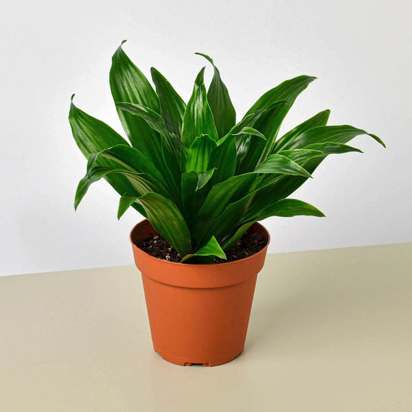Dracaena 'Janet Craig' (Dracaena fragrans)