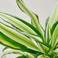 Dracaena 'Malaika' (Dracaena deremensis), 4 Inch Pot