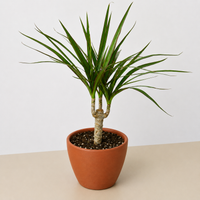 Dragon Tree Cane (Dracaena marginata)