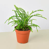 Lemon Button Fern (Nephrolepis cordifolia 'Duffii')