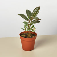Rubber Plant 'Tineke' (Ficus elastica)