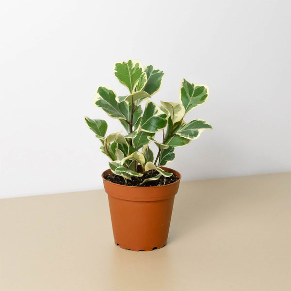 Variegated Ficus Triangularis (Ficus triangularis)