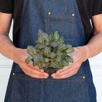 Pink Nerve Plant (Fittonia albivenis)