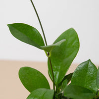 Hoya Australis (Hoya australis)