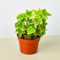 English Ivy 'Gold Child' (Hedera helix)