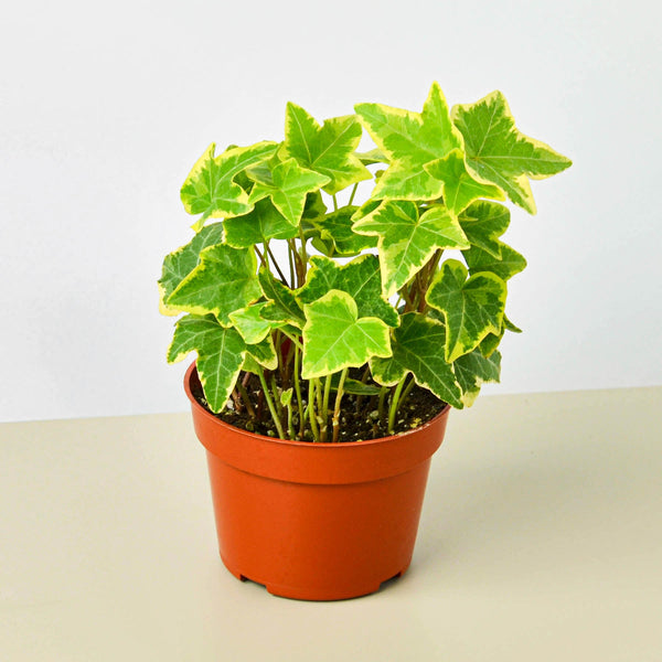 English Ivy 'Gold Child' (Hedera helix)