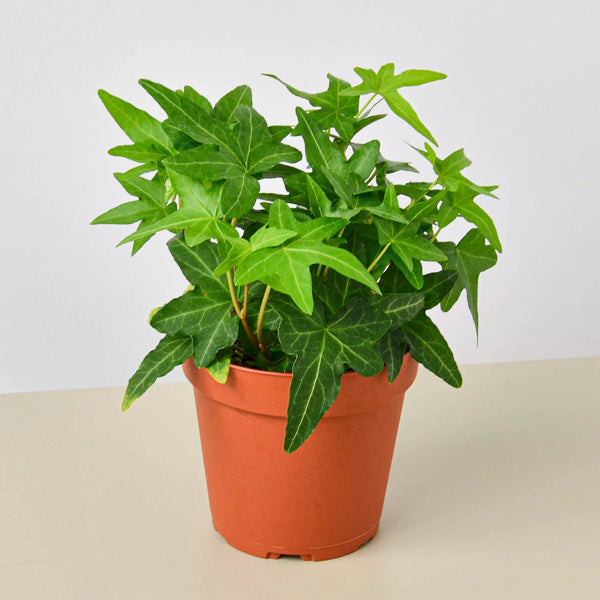 English Ivy 'Green California' (Hedera helix)