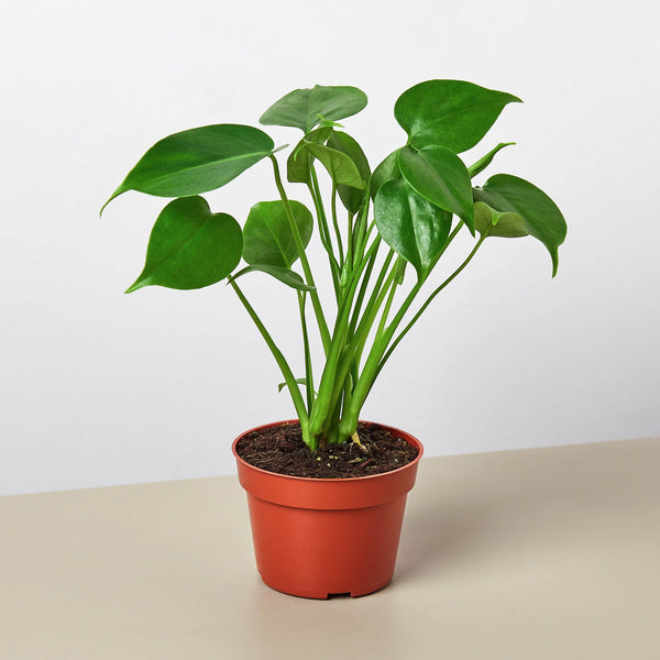 Monstera Deliciosa (Monstera deliciosa)
