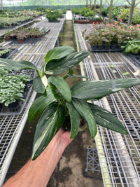 Variegated Monstera Standleyana 'Albo' (Monstera standleyana)