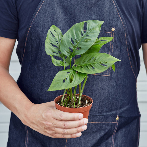Swiss Cheese Vine (Monstera adansonii)