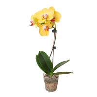 Yellow Moth Orchid (Phalaenopsis)