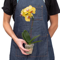 Yellow Moth Orchid (Phalaenopsis)