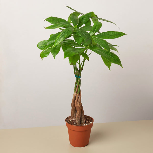 Braided Money Tree (Pachira aquatica)
