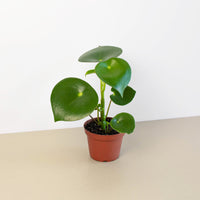 Raindrop Peperomia (Peperomia polybotrya)