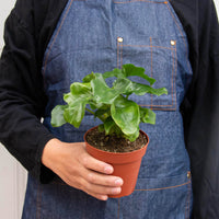Philodendron 'Atom' (Thaumatophyllum bipinnatifidum)