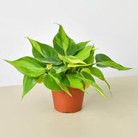 Philodendron 'Brasil' (Philodendron hederaceum)