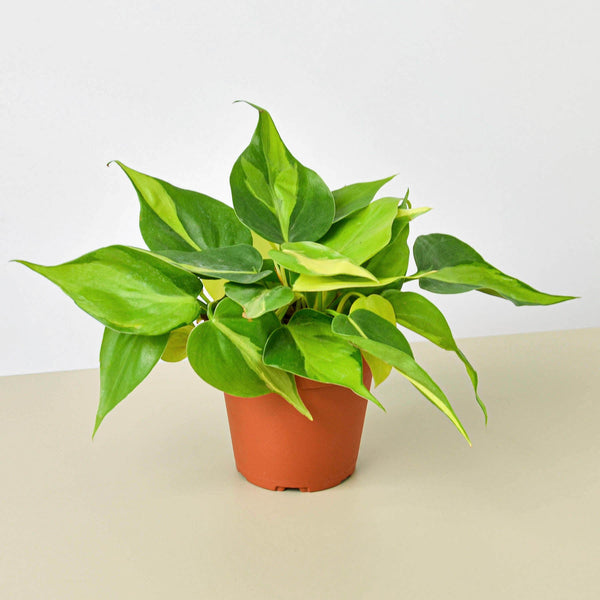 Philodendron 'Brasil' (Philodendron hederaceum)