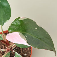 Pink Princess Philodendron (Philodendron erubescens)