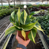 Philodendron 'Silver Stripe' (Philodendron hederaceum)