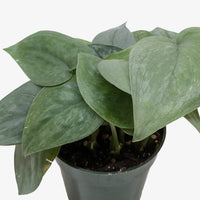 Satin Pothos 'Platinum Java' (Scindapsus pictus)